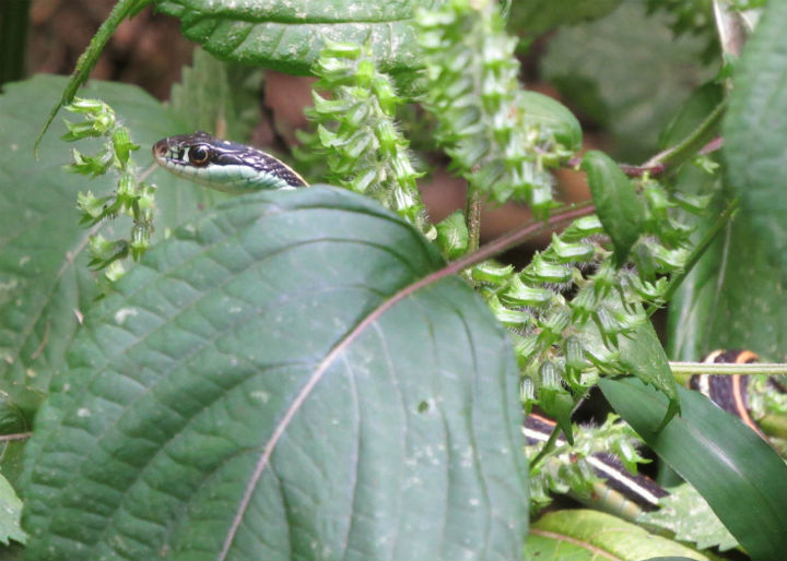 Western Ribbon Snake